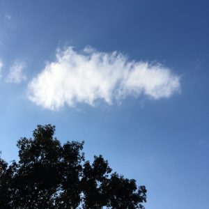 Saturday cloud and tree