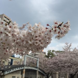 福岡天神中央公園の桜