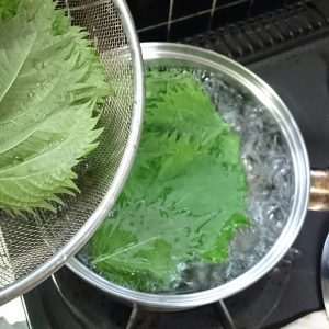 boil green beefsteak plant